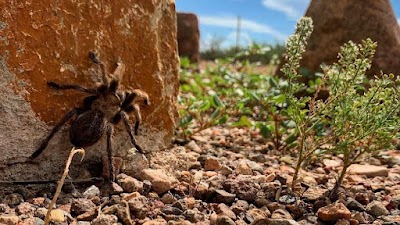 Pancho Villa State Park - Columbus, New Mexico campground