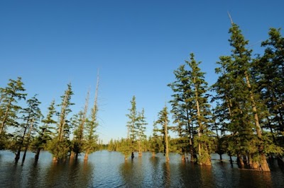 Hovey Lake State Fish and Wildlife Area - Mt Vernon, Indiana campground