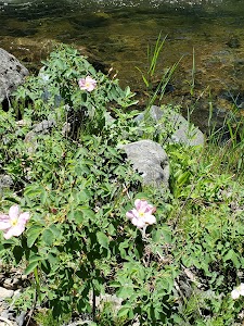 Welch Creek /Th campground