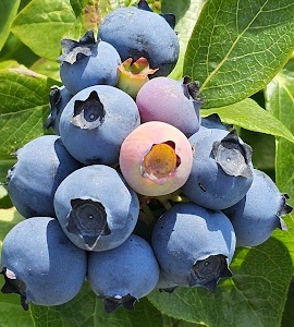 Blueberry Patch - Burdett, New York campground
