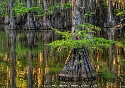 Caddo Lake State Park - Karnack, Texas campground