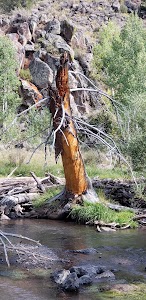 Mix Pad Dispersed - Torrey, Utah campground