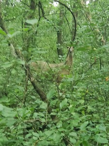Mill Creek Co Park - Paullina, Iowa campground