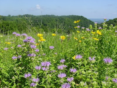 Great River Bluffs State Park - Winona, Minnesota campground