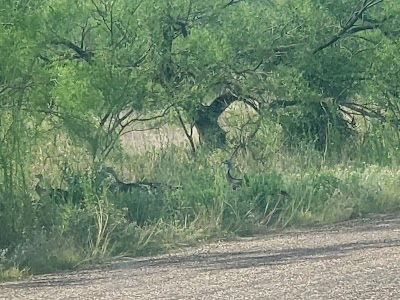 Bull Creek Park - Lake J. B. Thomas - Ira, Texas campground