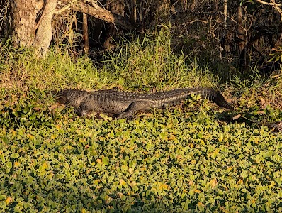 Bear Island - Big Cypress WMA - Immokalee, Florida campground