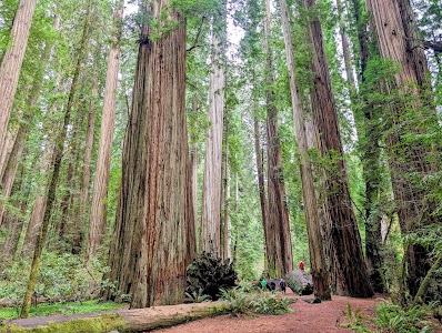 Jedediah Smith Redwoods State Park - Crescent City, California campground