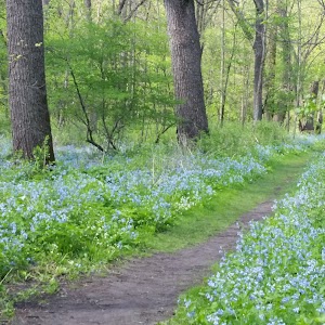 Carley State Park - Plainview, Minnesota campground