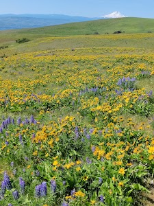 Columbia Hills (Horsethief Lake) State Park - Lyle, Washington campground