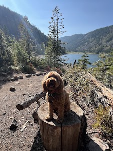 Kinnickinnick - Mt Hood, Oregon campground