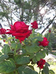 Dripping Springs - Temecula, California campground