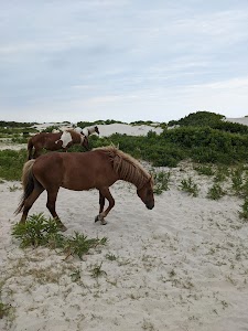 Oceanside - Assateague National Seashore - Berlin, Maryland campground