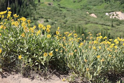 Albion Basin - Alta, Utah campground