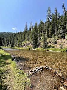 Spruce Tree - Avery, Idaho campground