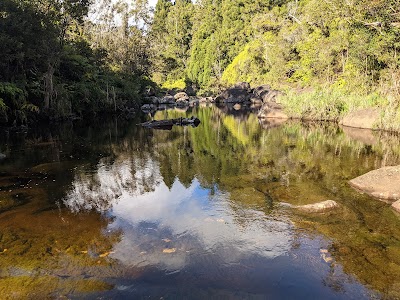 Sugi Grove Primitive - Kokee State Park - Hanapepe, Hawaii