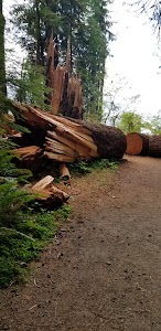 July Creek - Amanda Park, Washington campground