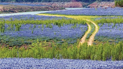 Muleshoe Bend Recreation Area - Spicewood, Texas campground
