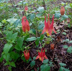 Big River State Forest - Keithsburg, Illinois campground