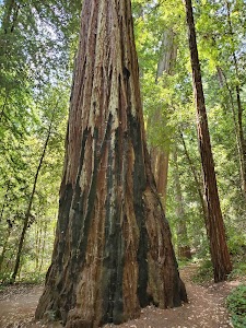 Big Basin Redwoods State Park - Boulder Creek, California campground