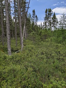 Finland - Finland State Forest campground