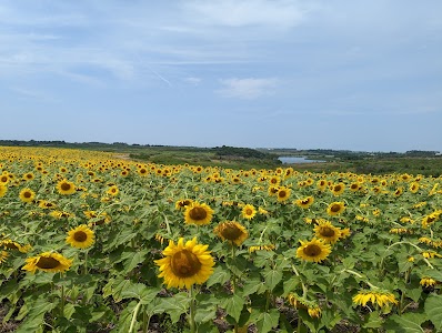 Badger Creek Rec Area - Ida Grove, North Dakota campground