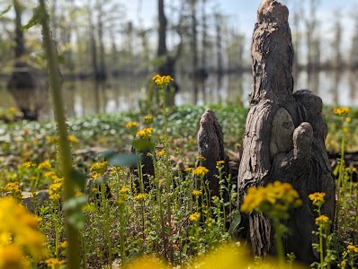 Horseshoe Lake State Conservation Area - Cairo - Miller City, Illinois campground