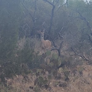 San Angelo State Park - San Angelo, Texas campground