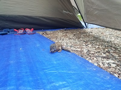 Parkside - Red Lodge, Montana campground