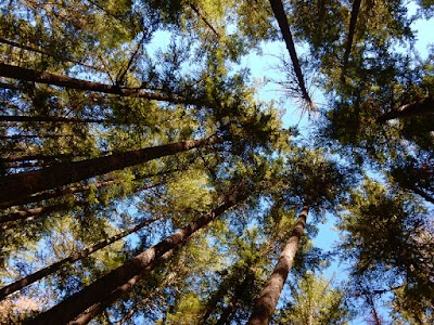 Sharps Creek - Culp Creek, Oregon campground