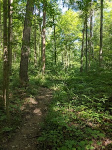 Morgan - Monroe State Forest campground