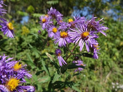 Beaver Creek Valley State Park - Caledonia, Minnesota campground