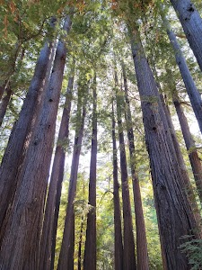 Sanborn - Skyline County Park - Saratoga, California campground