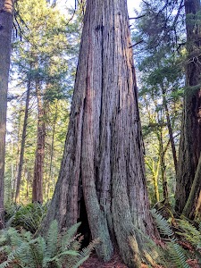 South Whidbey Island State Park - Freeland, Washington campground