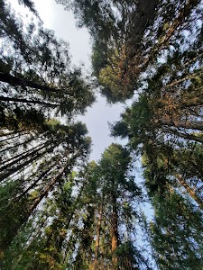 Fish Creek - Grangeville, Idaho campground