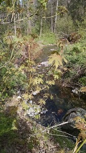 Philpot - Hayfork, California campground