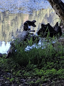 Upper Lake Creek - Blachly, Oregon campground