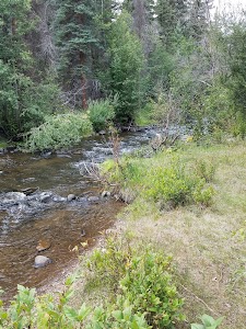 Spruce - Lake City, Colorado campground
