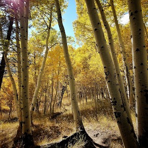 Reversed Creek - June Lake, California campground