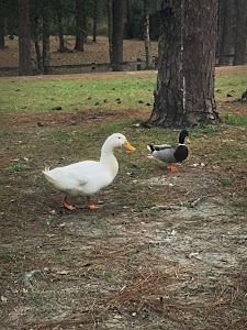 Airey Lake campground