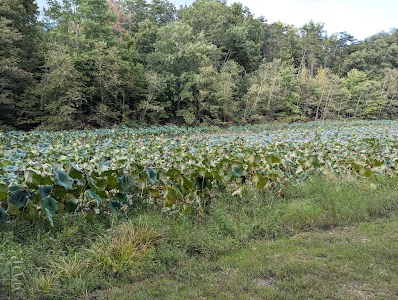 Hardy Lake Wooster Campground - Scottsburg, Indiana campground