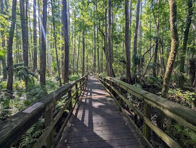 Highlands Hammock State Park - Sebring, Florida campground