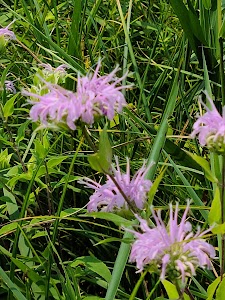 Iowa Lake Co Park - Harris, Iowa campground