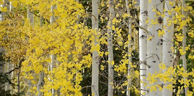 Aspen Point - Klamath Falls, Oregon campground