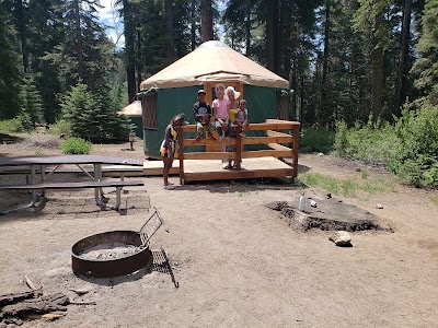 Quaking Aspen - Camp Nelson, California campground
