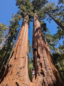 Calaveras Big Trees State Park - Arnold, California campground