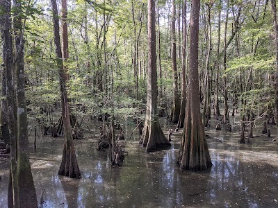 Tickfaw State Park - Springfield, Louisiana campground