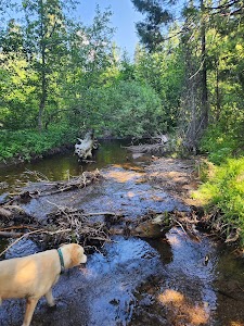 Trout Creek Meadow - McCloud, California campground