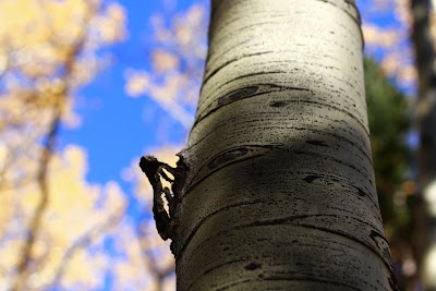 Lockett Meadow - Flagstaff, Arizona campground