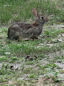Henderson County State Conservation - Gladstone, Illinois campground