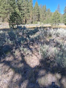 Drews Creek - Lakeview, Oregon campground